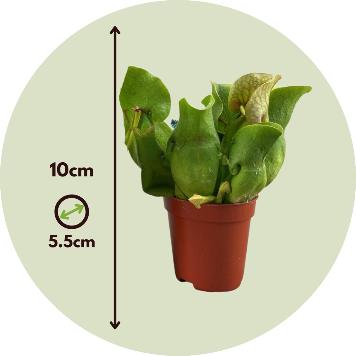 Florastore Schlauchpflanze - 3 Stk - Sarracenia Purpurea - Höhe 10Cm - ⌀6Cm