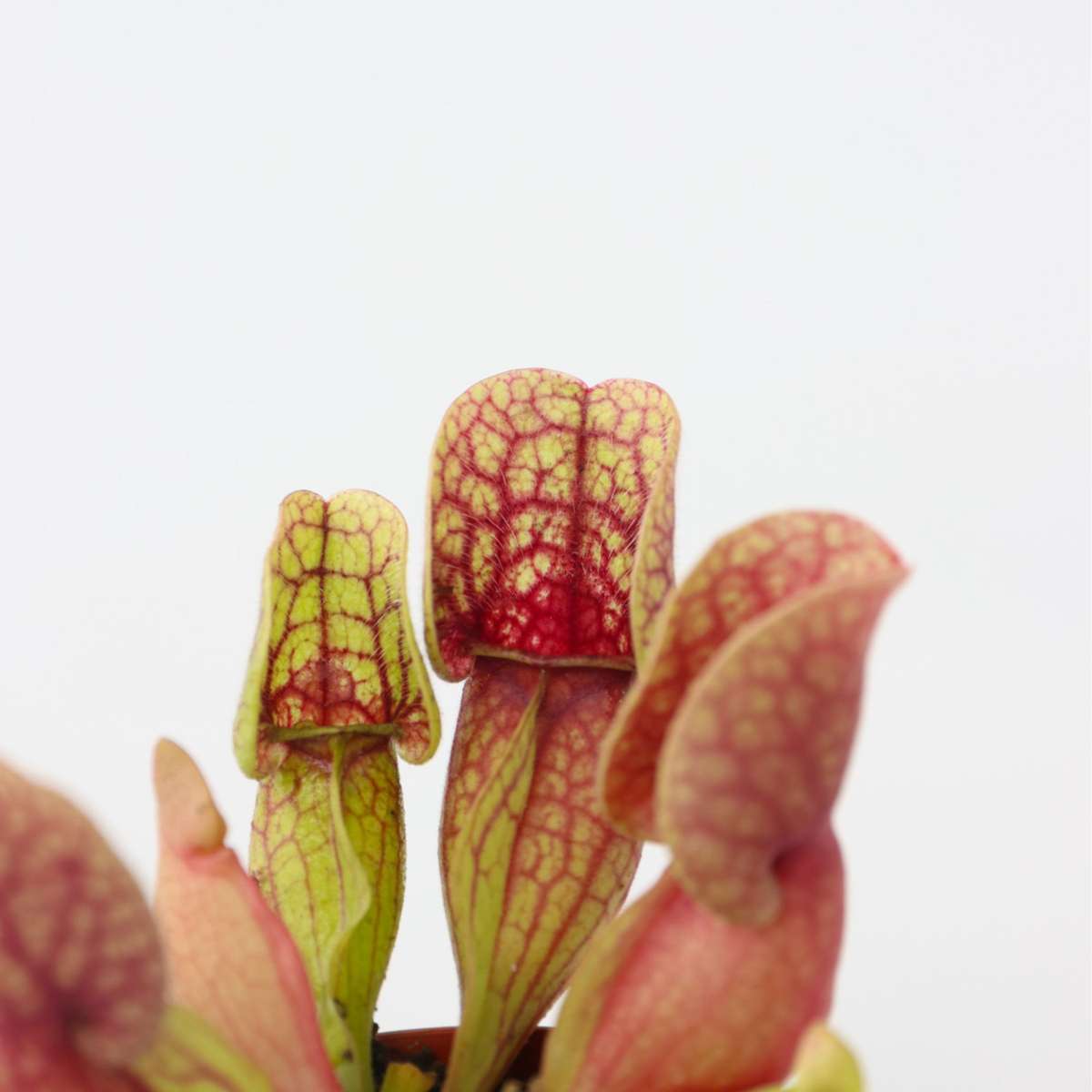 Florastore Schlauchpflanze - 3 Stk - Sarracenia Purpurea - Höhe 10Cm - ⌀6Cm