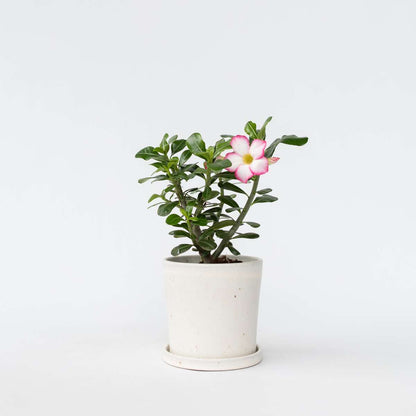 Florastore Wüstenrose - Adenium Obesum 'Pink Star' - Höhe 30-45Cm - ⌀13Cm