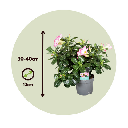 Florastore Wüstenrose - Adenium Obesum 'Pink Star' - Höhe 30-45Cm - ⌀13Cm