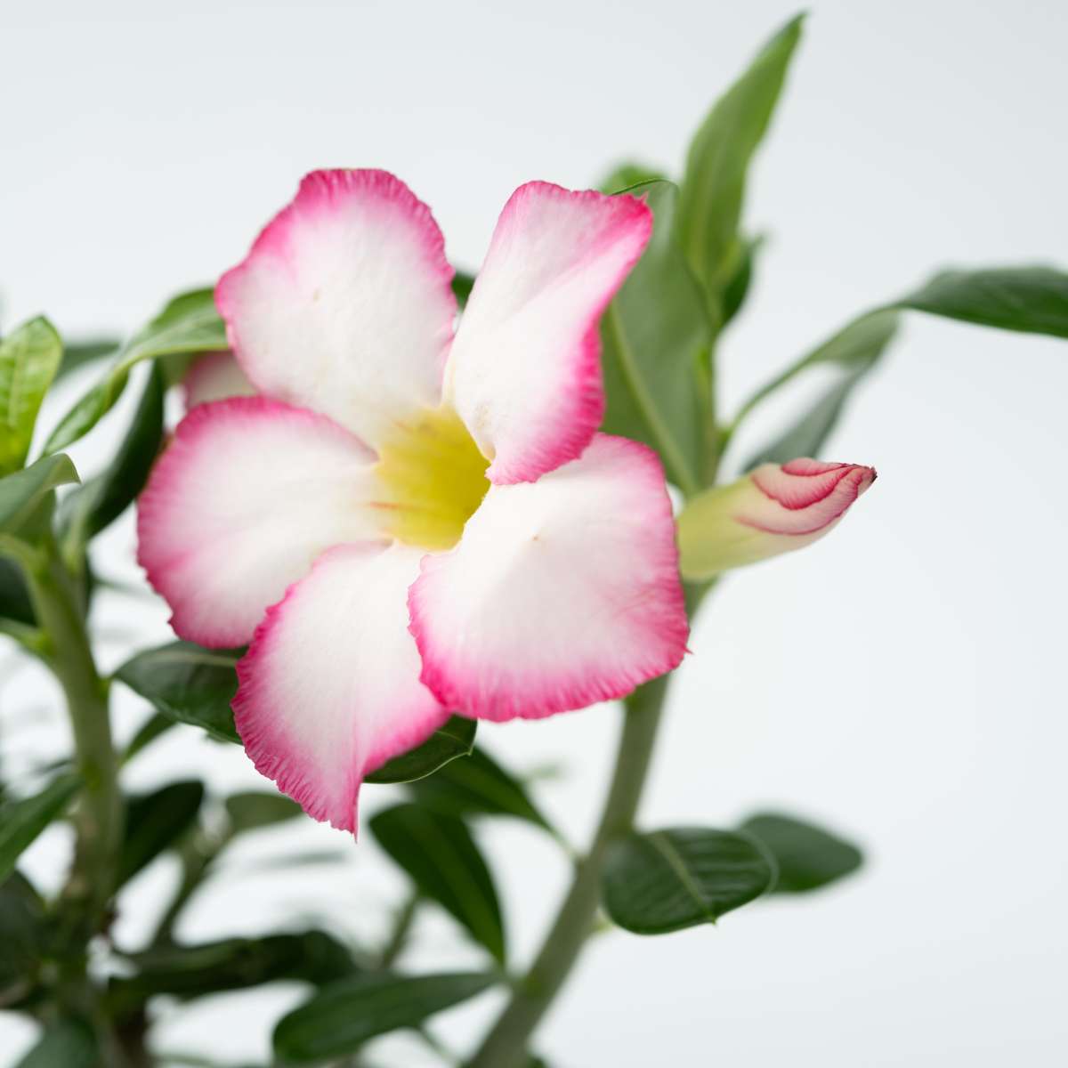 Florastore Wüstenrose - Adenium Obesum 'Pink Star' - Höhe 30-45Cm - ⌀13Cm