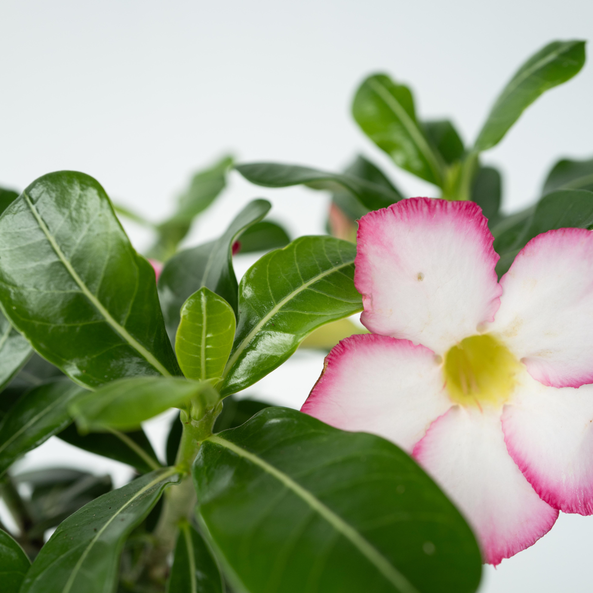 Florastore Wüstenrose - Adenium Obesum 'Pink Star' - Höhe 30-45Cm - ⌀13Cm