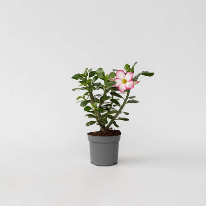 Florastore Wüstenrose - Adenium Obesum 'Pink Star' - Höhe 30-45Cm - ⌀13Cm