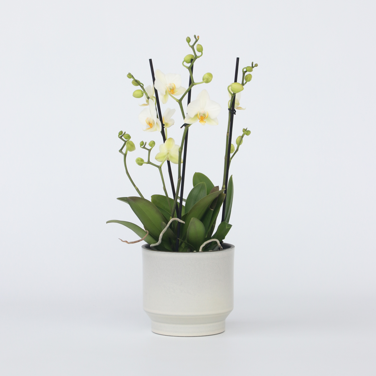 Florastore Schmetterlingsorchidee - Phalaenopsis Multiflora - Höhe 35-45Cm - ⌀12Cm