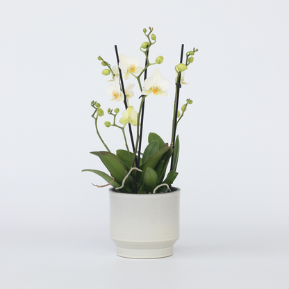Florastore Schmetterlingsorchidee - Phalaenopsis Multiflora - Höhe 35-45Cm - ⌀12Cm