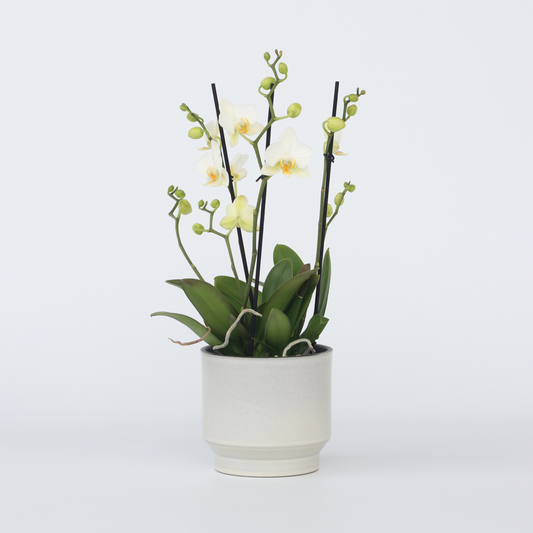 Florastore Schmetterlingsorchidee - Phalaenopsis Multiflora - Höhe 35-45Cm - ⌀12Cm