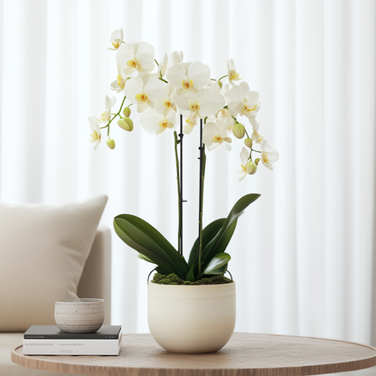 Florastore Schmetterlingsorchidee - Phalaenopsis Multiflora - Höhe 35-45Cm - ⌀12Cm