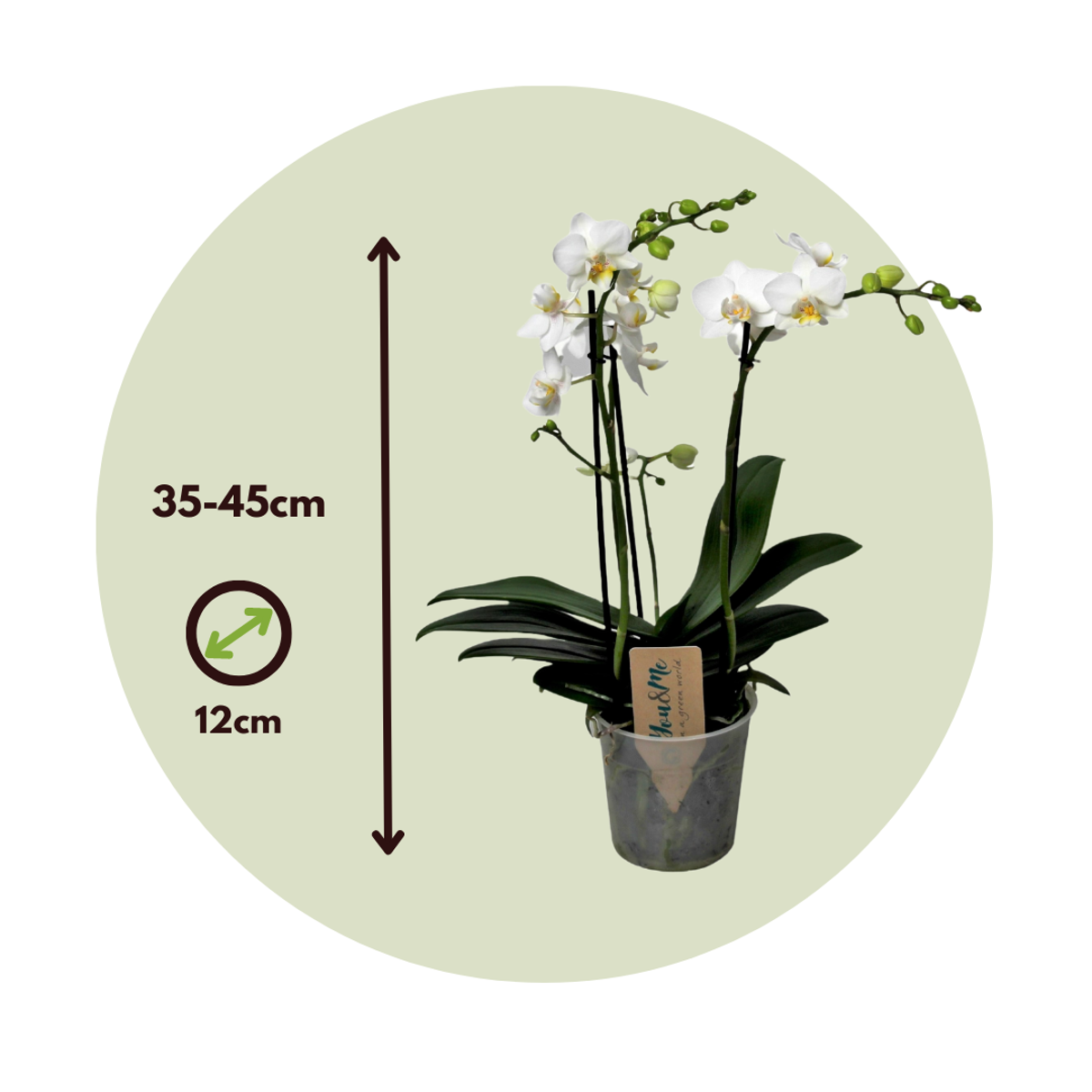 Florastore Schmetterlingsorchidee - Phalaenopsis Multiflora - Höhe 35-45Cm - ⌀12Cm