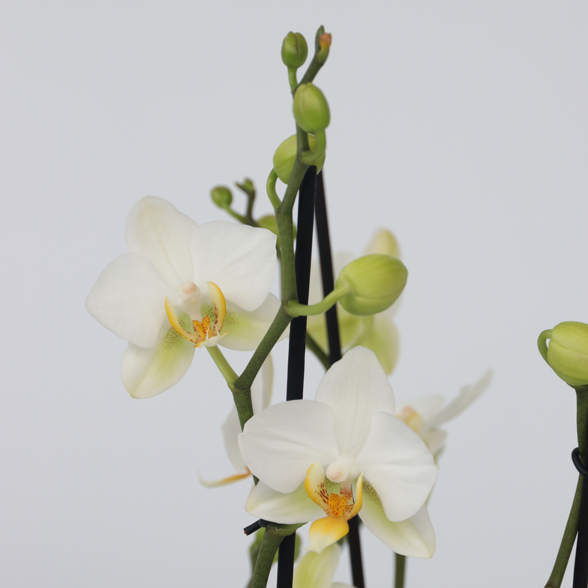 Florastore Schmetterlingsorchidee - Phalaenopsis Multiflora - Höhe 35-45Cm - ⌀12Cm