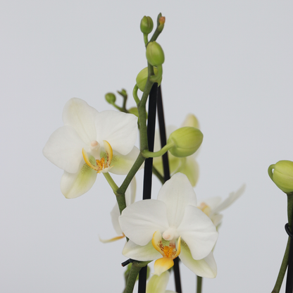 Florastore Schmetterlingsorchidee - Phalaenopsis Multiflora - Höhe 35-45Cm - ⌀12Cm