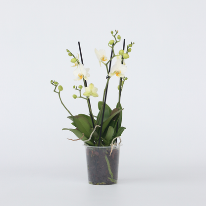 Florastore Schmetterlingsorchidee - Phalaenopsis Multiflora - Höhe 35-45Cm - ⌀12Cm