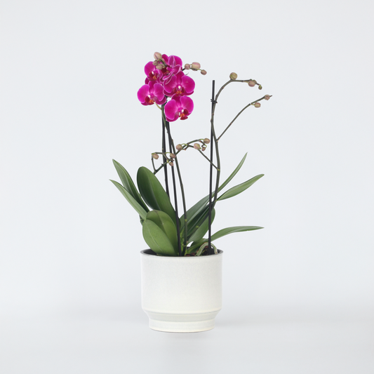 Florastore Schmetterlingsorchidee - Phalaenopsis Multiflora - Höhe 35-45Cm - ⌀12Cm
