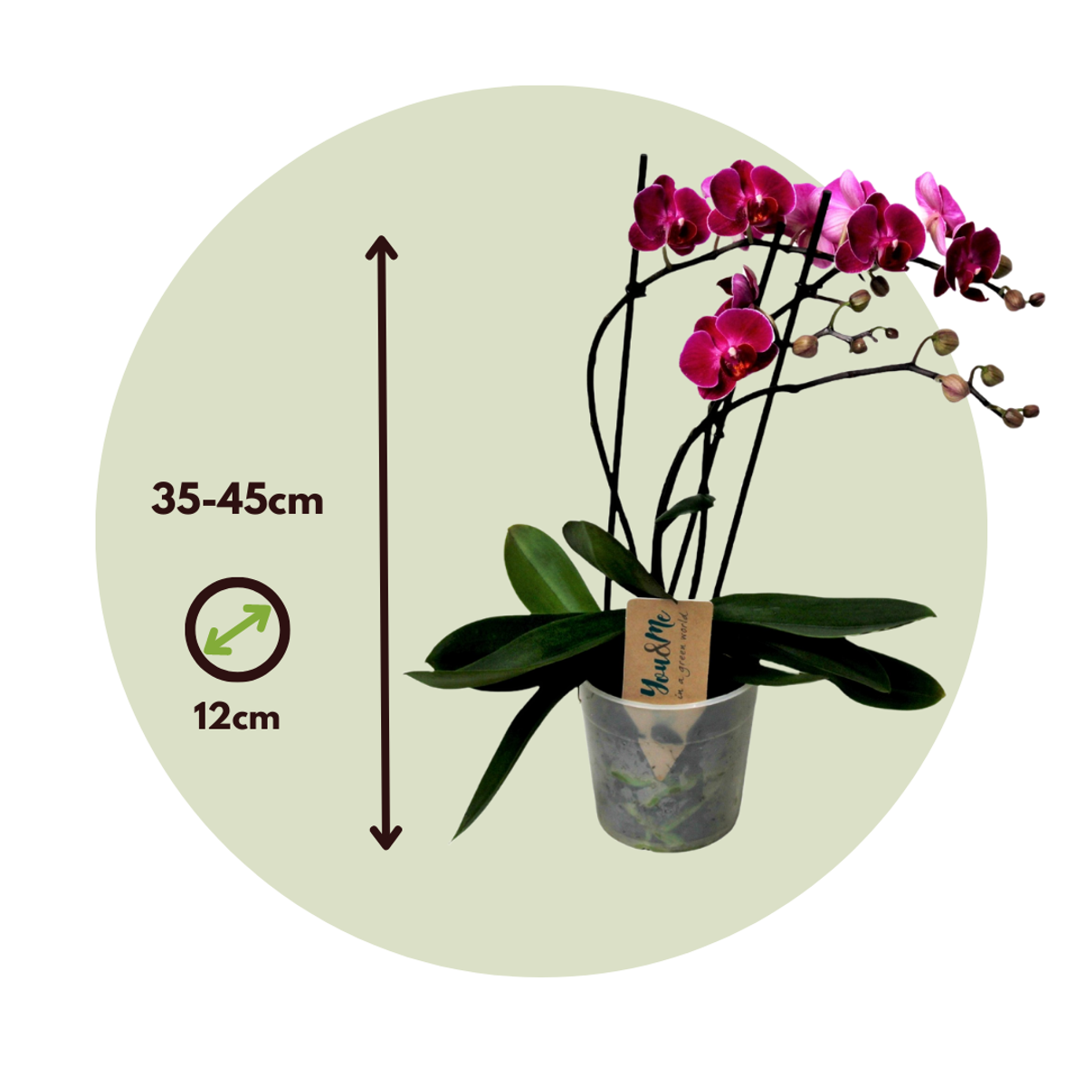 Florastore Schmetterlingsorchidee - Phalaenopsis Multiflora - Höhe 35-45Cm - ⌀12Cm