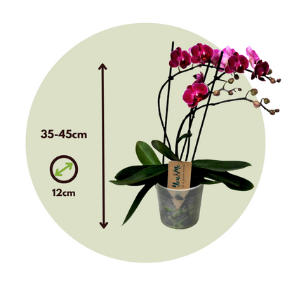 Florastore Schmetterlingsorchidee - Phalaenopsis Multiflora - Höhe 35-45Cm - ⌀12Cm