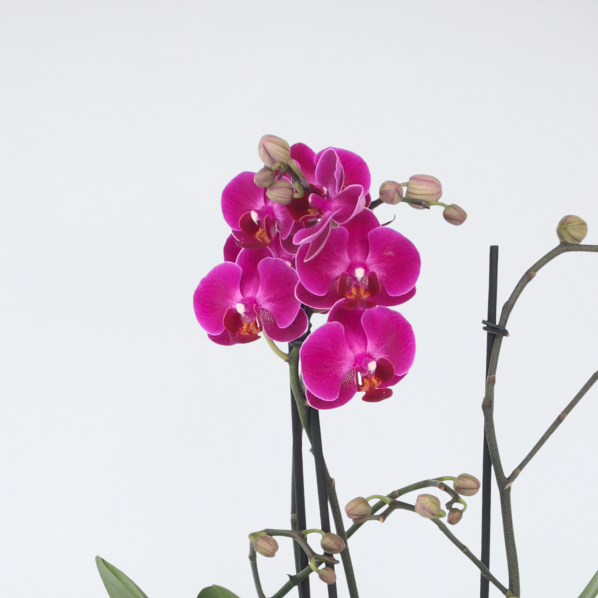 Florastore Schmetterlingsorchidee - Phalaenopsis Multiflora - Höhe 35-45Cm - ⌀12Cm