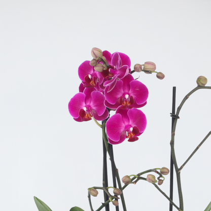 Florastore Schmetterlingsorchidee - Phalaenopsis Multiflora - Höhe 35-45Cm - ⌀12Cm