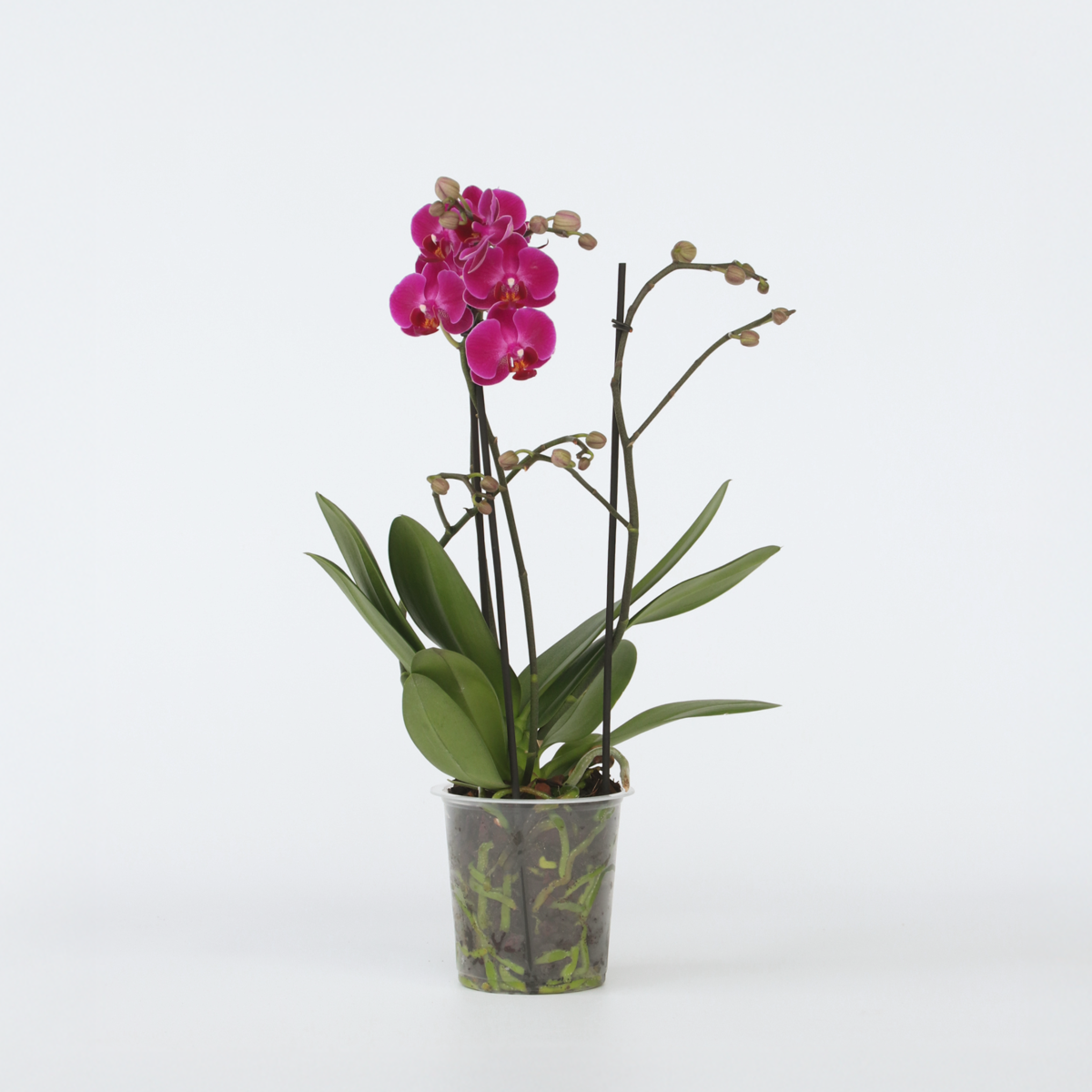 Florastore Schmetterlingsorchidee - Phalaenopsis Multiflora - Höhe 35-45Cm - ⌀12Cm