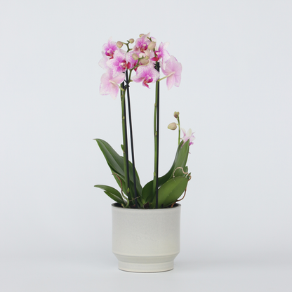 Florastore Schmetterlingsorchidee - Phalaenopsis Multiflora - Höhe 35-45Cm - ⌀12Cm