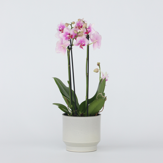 Florastore Schmetterlingsorchidee - Phalaenopsis Multiflora - Höhe 35-45Cm - ⌀12Cm