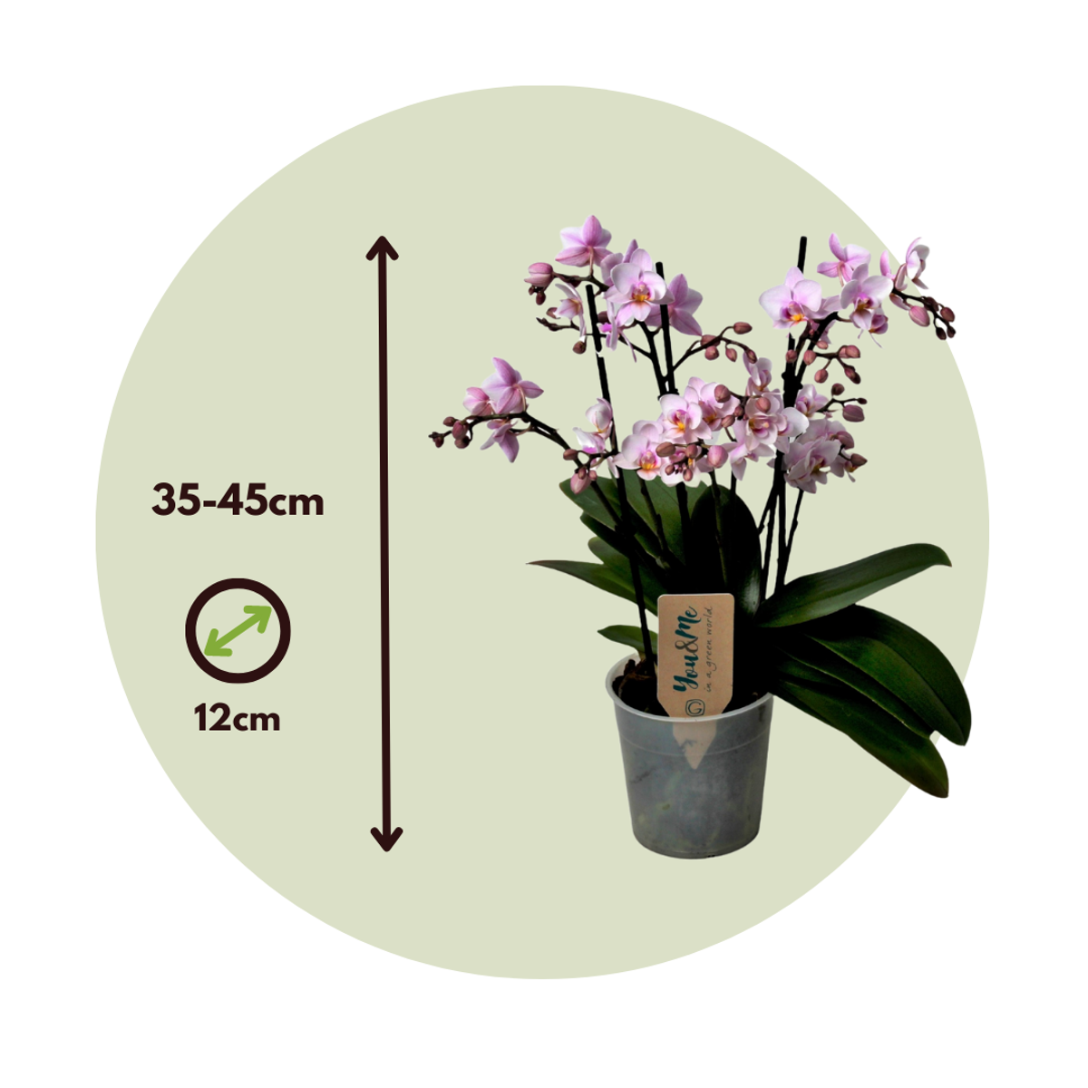 Florastore Schmetterlingsorchidee - Phalaenopsis Multiflora - Höhe 35-45Cm - ⌀12Cm