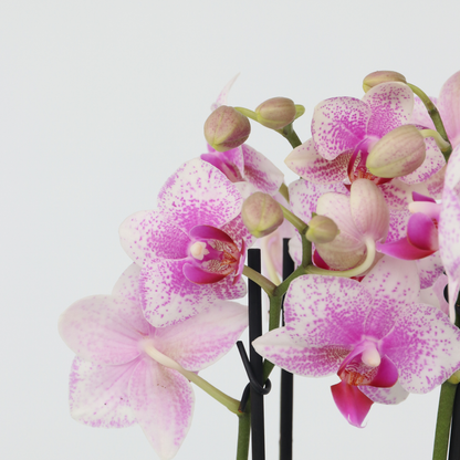 Florastore Schmetterlingsorchidee - Phalaenopsis Multiflora - Höhe 35-45Cm - ⌀12Cm