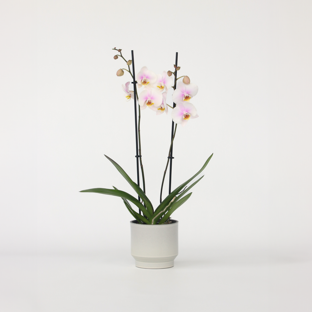Florastore Schmetterlingsorchidee - Phalaenopsis - Höhe 50-60Cm - ⌀12Cm