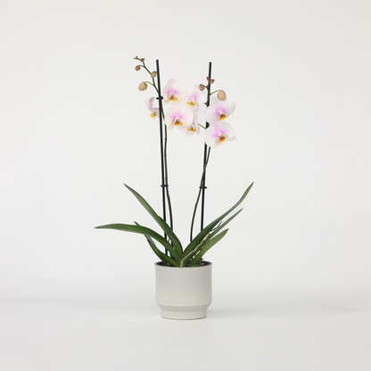 Florastore Schmetterlingsorchidee - Phalaenopsis - Höhe 50-60Cm - ⌀12Cm