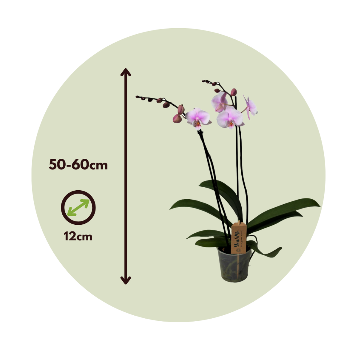 Florastore Schmetterlingsorchidee - Phalaenopsis - Höhe 50-60Cm - ⌀12Cm