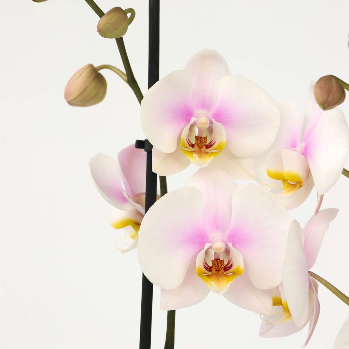 Florastore Schmetterlingsorchidee - Phalaenopsis - Höhe 50-60Cm - ⌀12Cm