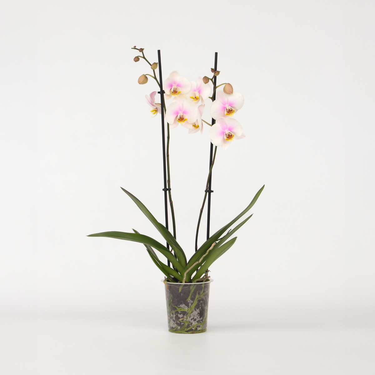 Florastore Schmetterlingsorchidee - Phalaenopsis - Höhe 50-60Cm - ⌀12Cm
