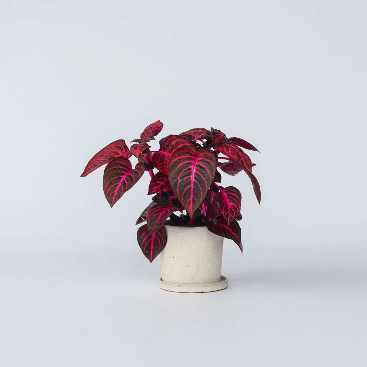 Florastore Blutblatt - Iresine Herbstii - Höhe 20-30Cm - ⌀13Cm