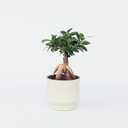 Florastore Bonsaibaum - Ficus Microcarpa - Höhe 30-40Cm - ⌀12Cm
