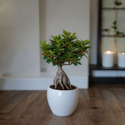 Florastore Bonsaibaum - Ficus Microcarpa - Höhe 30-40Cm - ⌀12Cm