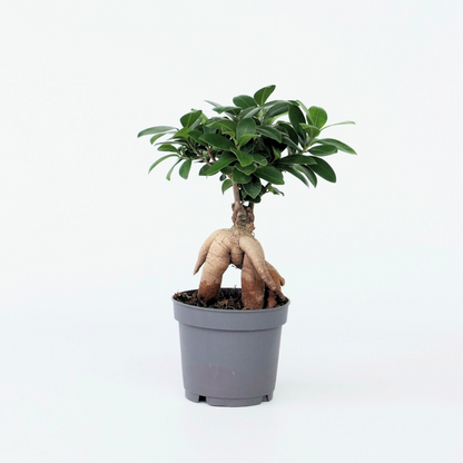 Florastore Bonsaibaum - Ficus Microcarpa - Höhe 30-40Cm - ⌀12Cm