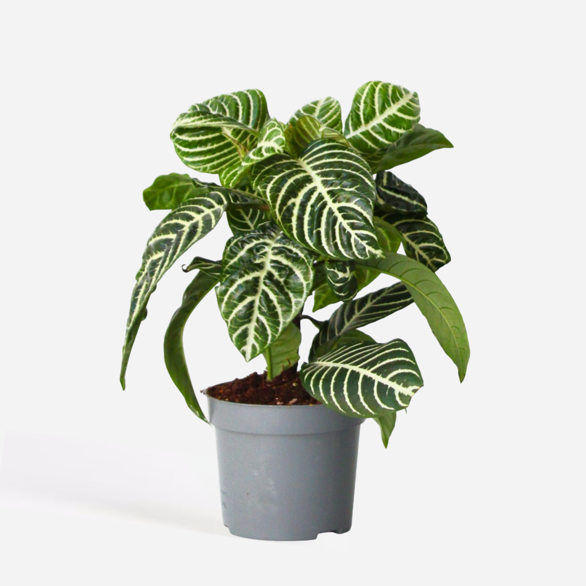 Florastore Zebrapflanze - Aphelandra Squarrosa 'Botanica' - Höhe 25-45Cm - ⌀13Cm