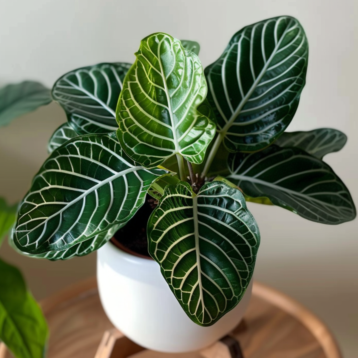 Florastore Zebrapflanze - Aphelandra Squarrosa 'Botanica' - Höhe 25-45Cm - ⌀13Cm