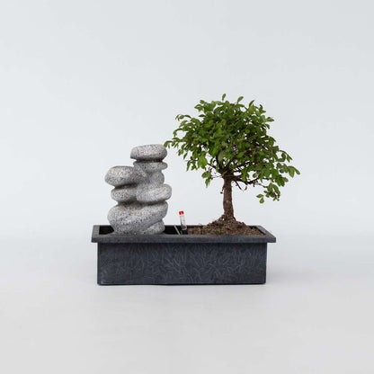 Florastore Bonsaibaume - Bonsai - Höhe 25-35Cm - ⌀29Cm