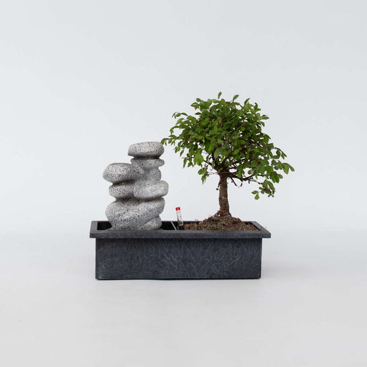 Florastore Bonsaibaume - Bonsai - Höhe 25-35Cm - ⌀29Cm