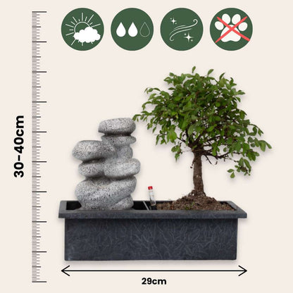 Florastore Bonsaibaume - Bonsai - Höhe 25-35Cm - ⌀29Cm