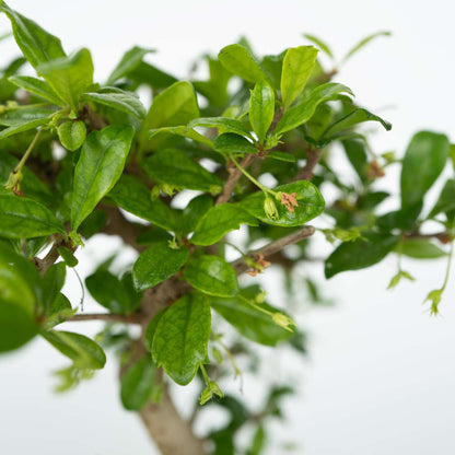 Florastore Bonsaibaume - Bonsai - Höhe 25-35Cm - ⌀29Cm