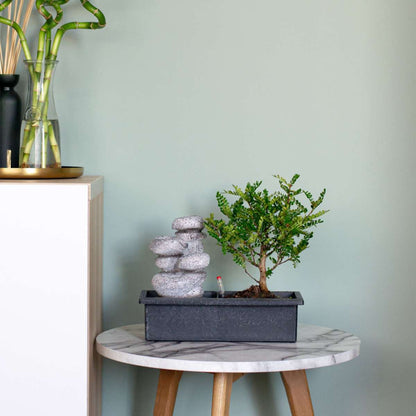 Florastore Bonsaibaume - Bonsai - Höhe 25-35Cm - ⌀29Cm