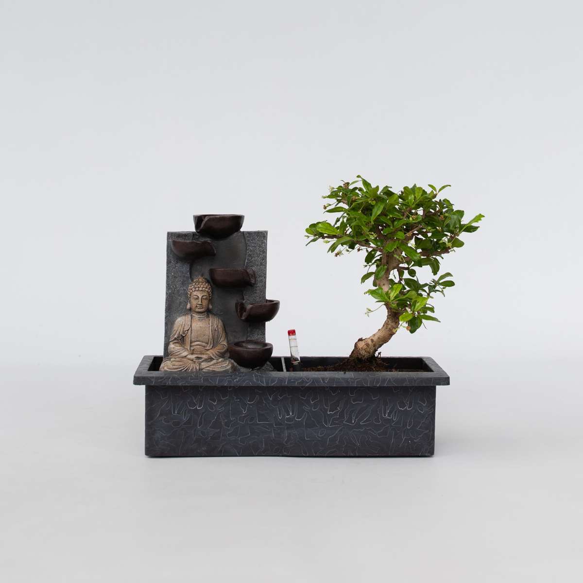 Florastore Bonsaibaume - Bonsai - Höhe 25-35Cm - ⌀29Cm