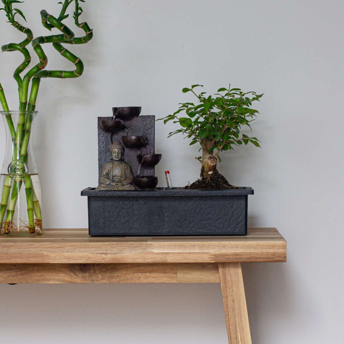 Florastore Bonsaibaume - Bonsai - Höhe 25-35Cm - ⌀29Cm