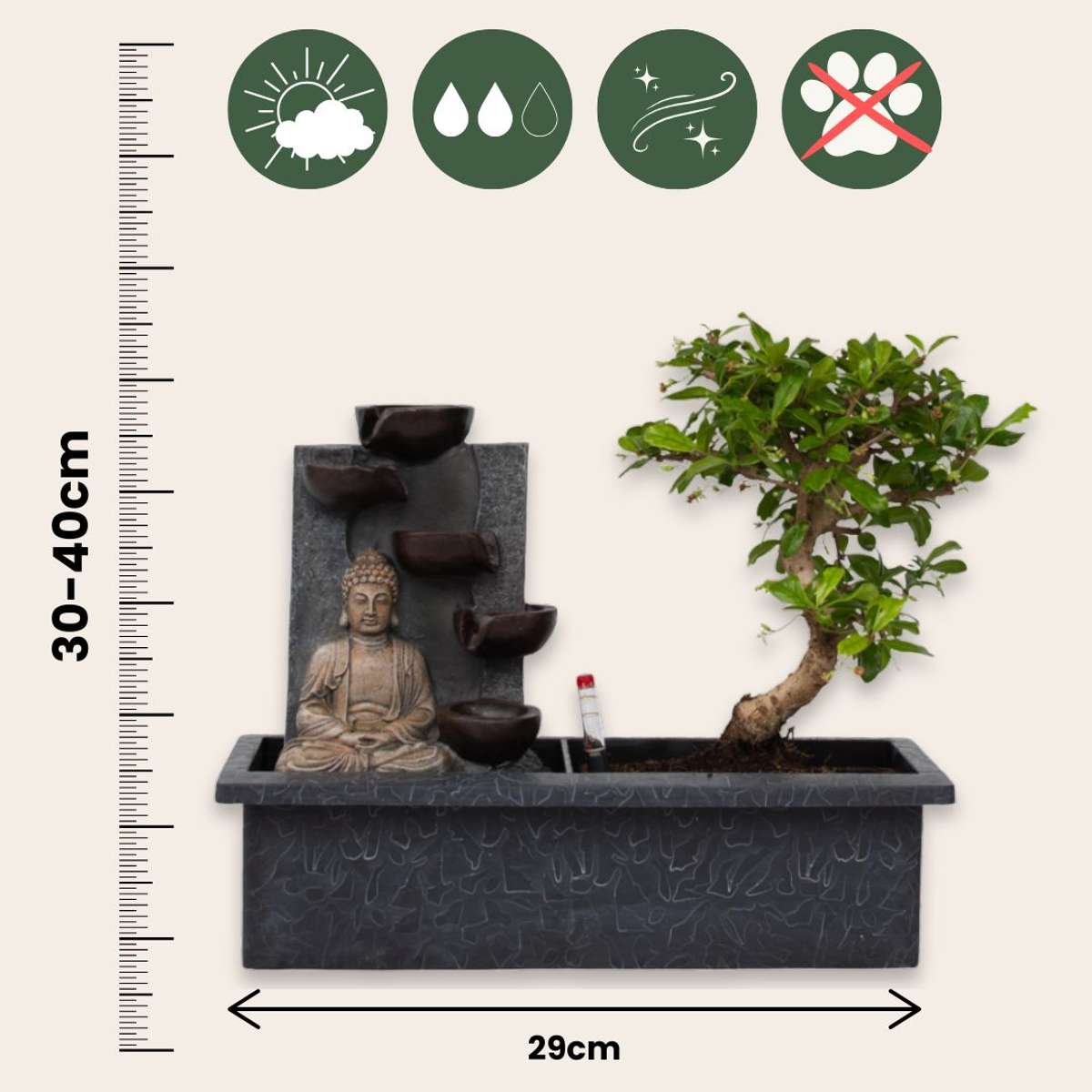 Florastore Bonsaibaume - Bonsai - Höhe 25-35Cm - ⌀29Cm