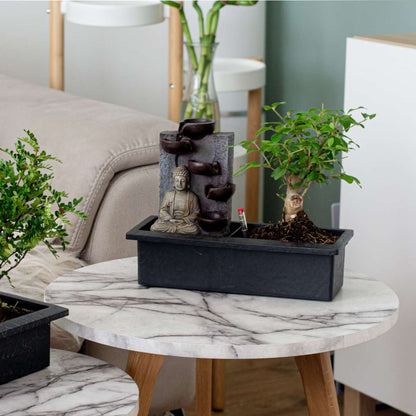 Florastore Bonsaibaume - Bonsai - Höhe 25-35Cm - ⌀29Cm