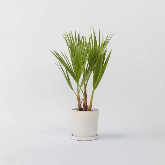 Florastore Mexikanische Fächerpalme - Washingtonia Robusta - Höhe 50-60Cm - ⌀15Cm