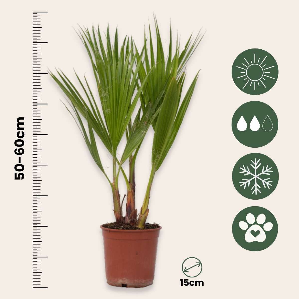 Florastore Mexikanische Fächerpalme - Washingtonia Robusta - Höhe 50-60Cm - ⌀15Cm