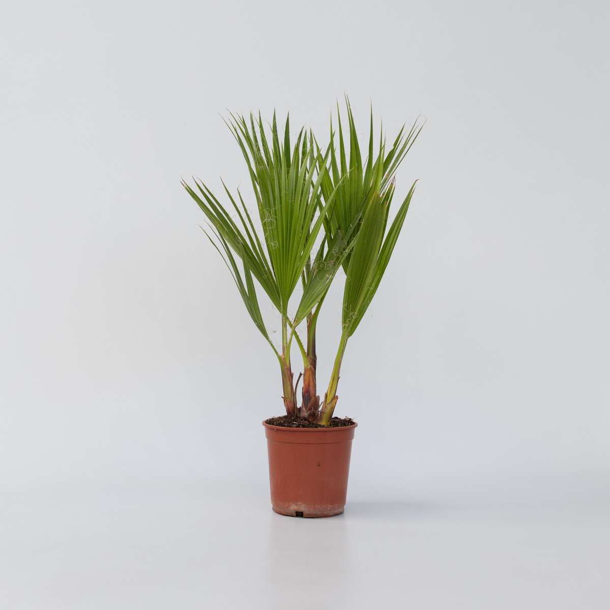 Florastore Mexikanische Fächerpalme - Washingtonia Robusta - Höhe 50-60Cm - ⌀15Cm