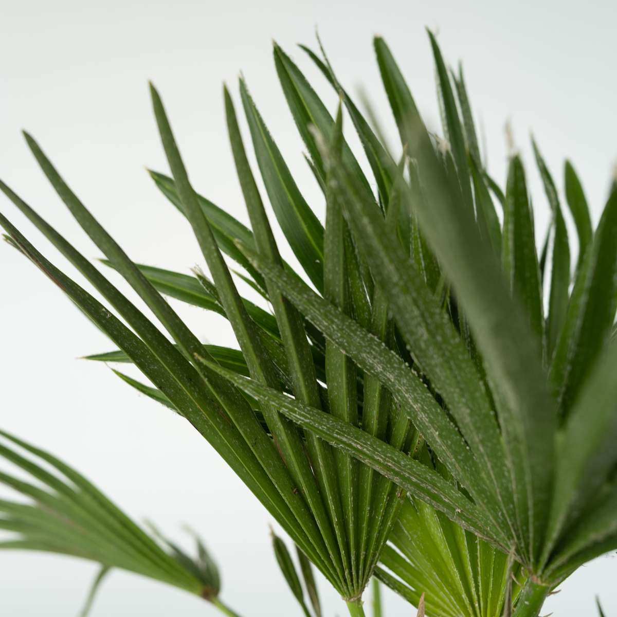 Florastore Vulkan Zwergpalme - Chamaerops 'Vulcano' - Höhe 45-55Cm - ⌀24Cm