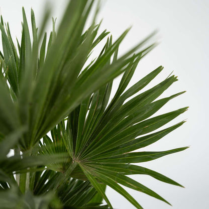 Florastore Vulkan Zwergpalme - Chamaerops 'Vulcano' - Höhe 45-55Cm - ⌀24Cm